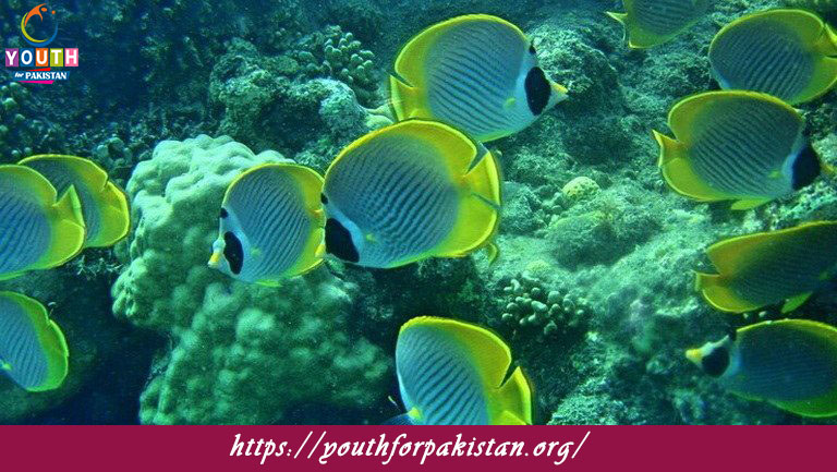 Algal Ecology Quiz with Answers