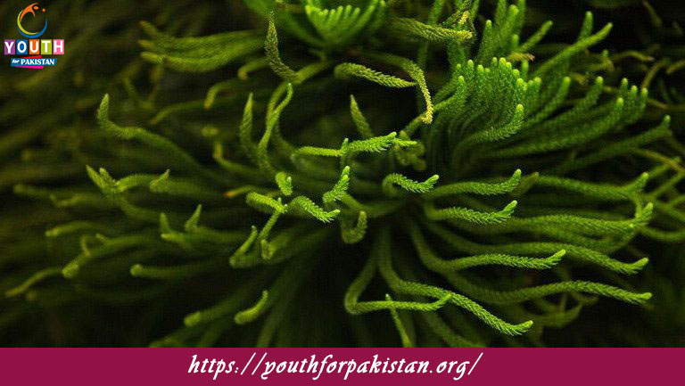 Algal Physiology Quiz with Answers