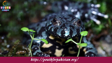Amphibian Physiology Quiz with Answers