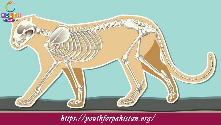 Animal Anatomy and Morphology Quiz with Answers