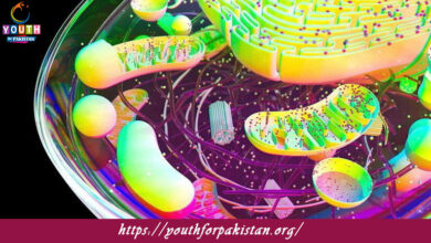 Cell Organelles Quiz with Answers