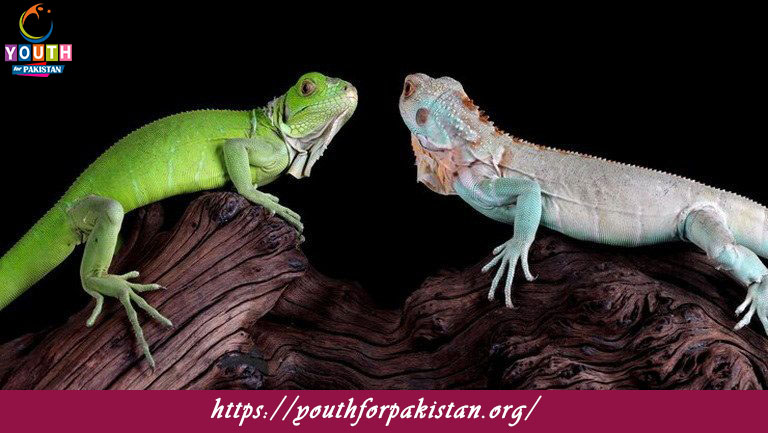 Comparative Zoology Quiz with Answers