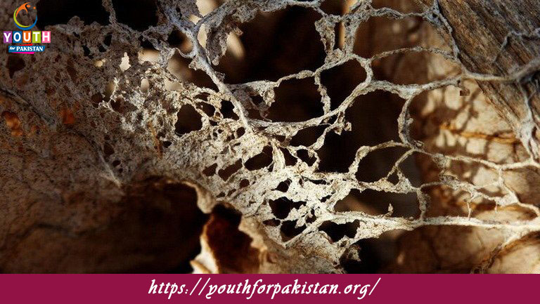 Fossil Record Quiz with Answers