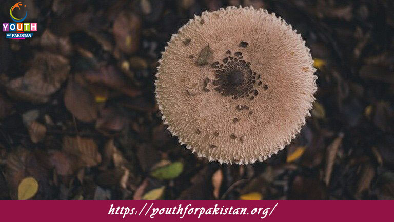 Fungal Ecology Quiz with Answers