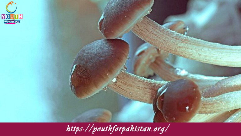 Fungal Morphology Quiz with Answers