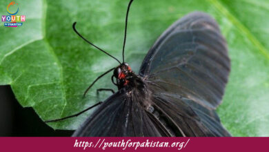 Insect Behavior Quiz with Answers