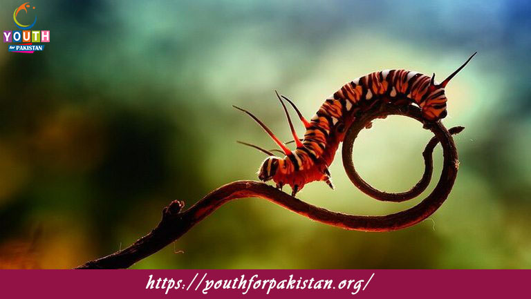 Invertebrate Biology Quiz with Answers