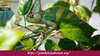 Invertebrate Zoology Quiz with Answers