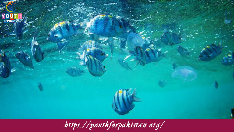 Marine Ecology Quiz with Answers