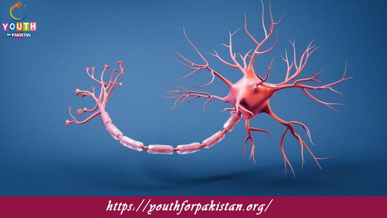 Neurotransmitters Quiz with Answers