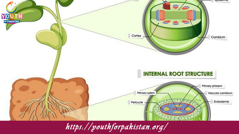 Plant Anatomy Quiz with Answers