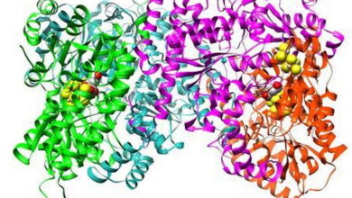 Metalloenzymes MCQs