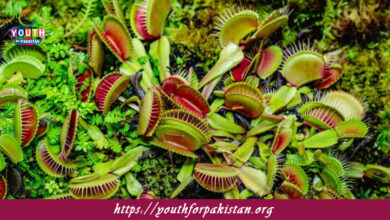 Carnivorous Plants/Parasitic Nutrition (Pitcher Plant, Venus Fly Trap, Sundew) MDCAT Quiz