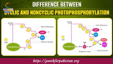 Cyclic and Noncyclic Phosphorylation MDCAT Quiz