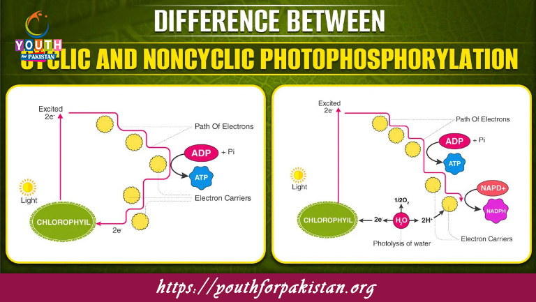 Cyclic and Noncyclic Phosphorylation MDCAT Quiz