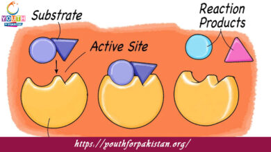 Enzymes MDCAT Quiz