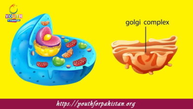 Golgi Apparatus/ Golgi Complex / Golgi Bodies MDCAT Quiz