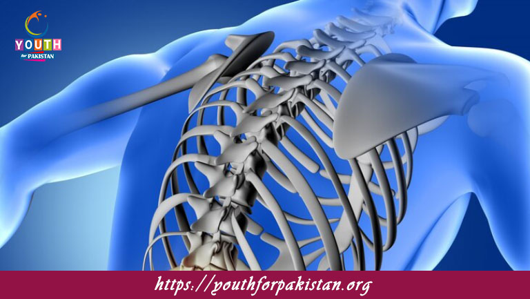 Levels Of The Spinal Cord And Its Main Functions MDCAT Quiz