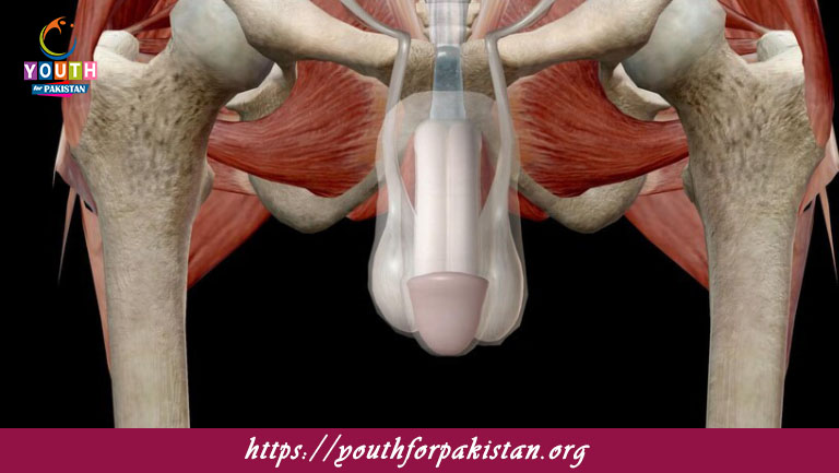 Male Reproductive System MDCAT Quiz