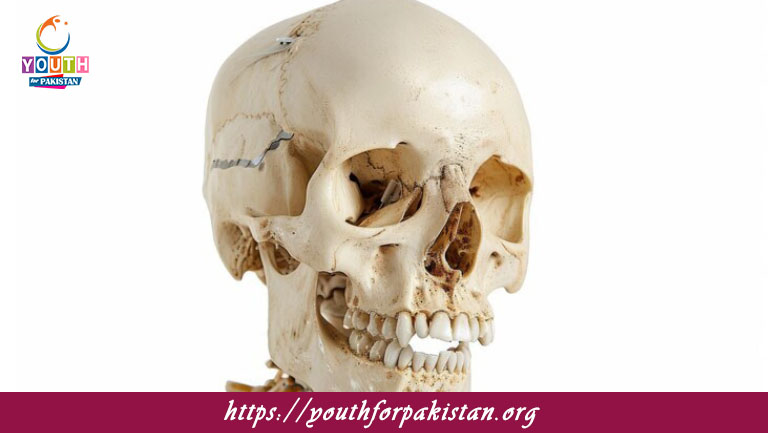 Mechanism Of Skeletal Muscle Contraction MDCAT Quiz