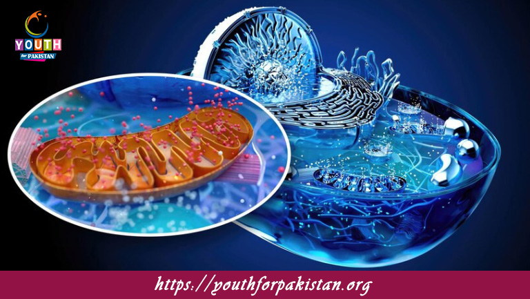 Mitochondria MDCAT Quiz