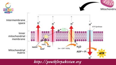 Oxidative Phosphorylation MDCAT Quiz