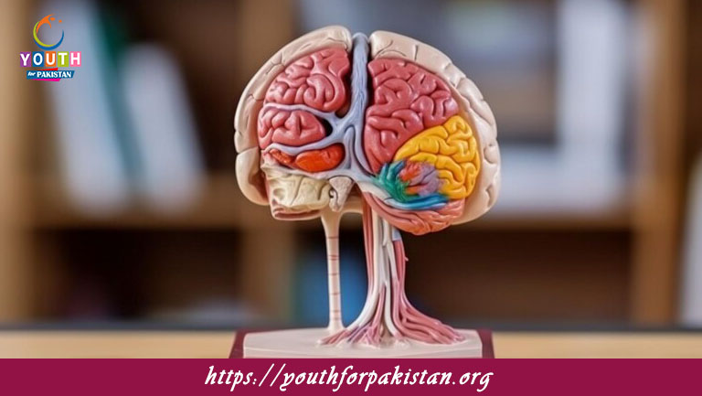 Parts Of The Brain With Their Main Functions MDCAT Quiz