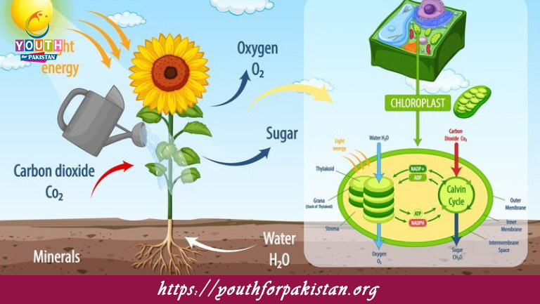 Photosynthesis MDCAT Quiz