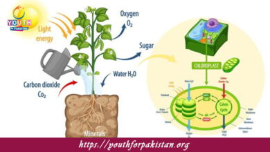 Production of ATP MDCAT Quiz