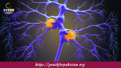 Steps Involved In Nervous Coordination MDCAT Quiz