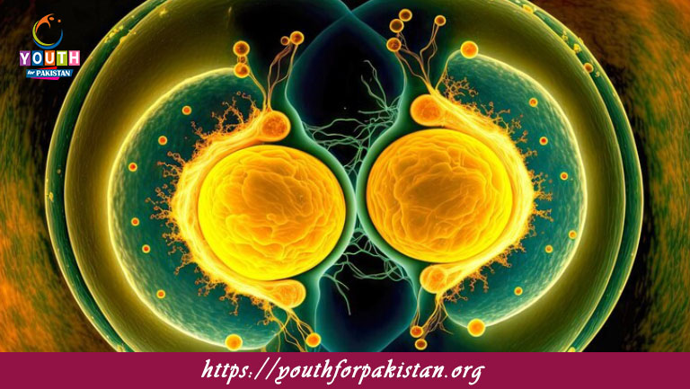 Transmission Of Action Potential Between Cells–Synapse MDCAT Quiz