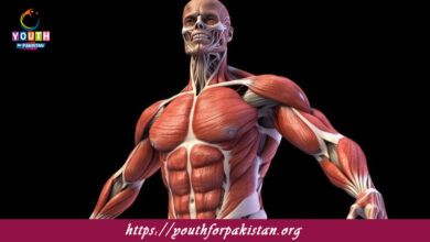 Types Of Muscles MDCAT Quiz