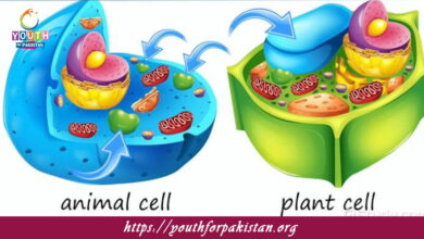 Vacuoles MDCAT Quiz