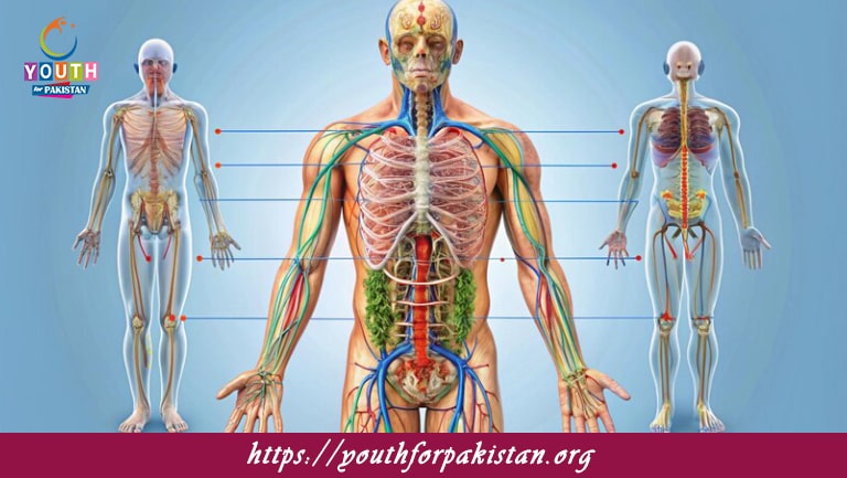 Human Body and Anatomy MCQs