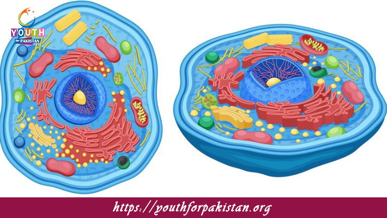 Cell Nucleus MCQs