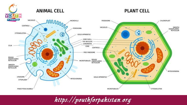 Cell Structure & Function MCQS