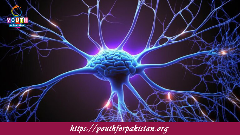 Neurons (Structure And Types) MDCAT MCQs