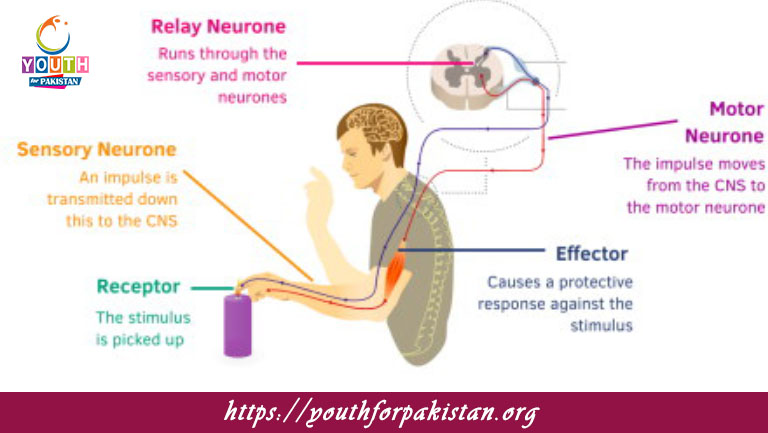 Reflexes And Reflex Arc MDCAT MCQs