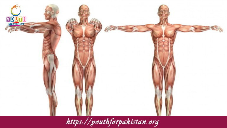 Types Of Muscles MDCAT MCQs