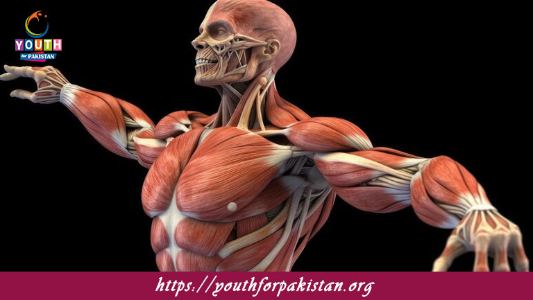 Structure Of Skeletal Muscles MDCAT MCQs