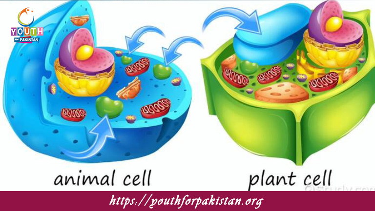 Vacuoles MCQs